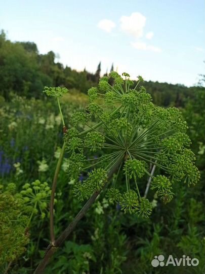 Мёд дягилевый