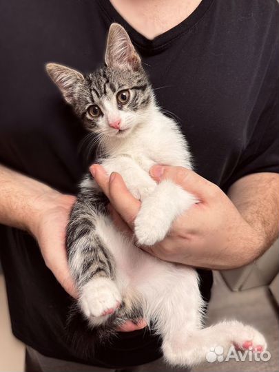 Котенок в добрые руки