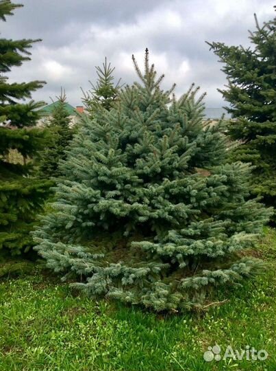 Ёлки и сосны