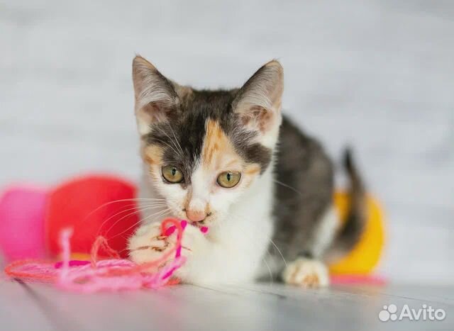 Трехцветный котенок - счастье в дом бесплатно