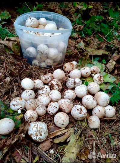 Гриб веселка