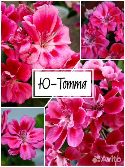 Пеларгония сортовая