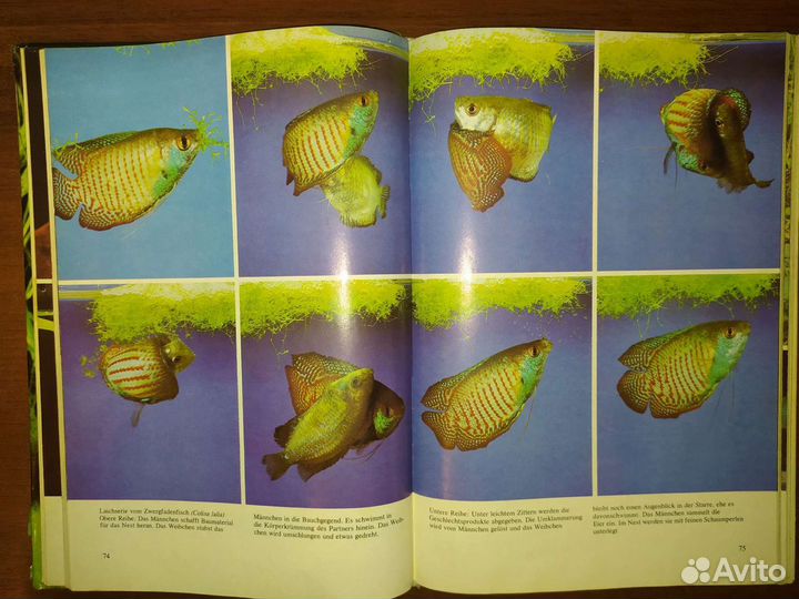 Книга про лабиринтовых рыбок на немецком