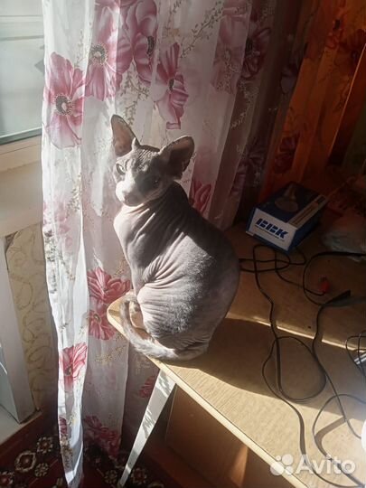 Кошка в добрые руки бесплатно