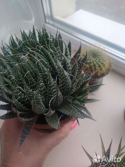 Кактус саженцы, домашний, суккулент