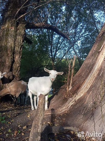 Молодые козочки