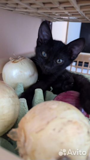 Котёнок чёрный