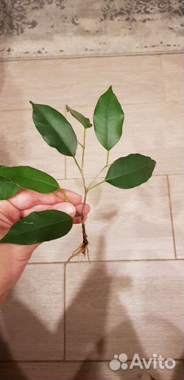 Фикус бенджамина