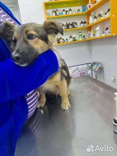 Щенок мальчик