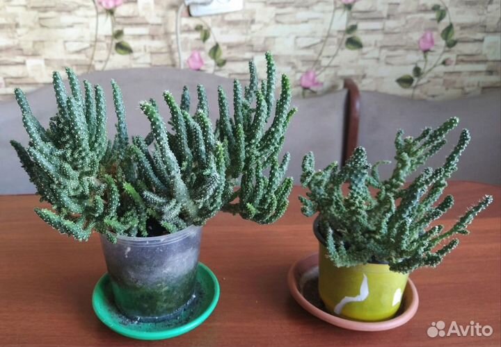 Цветы комнатные