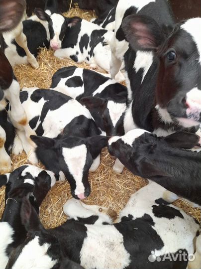 Телята бычки тёлки бесплатная доставка