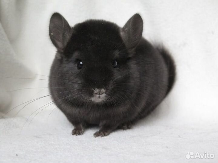 Шиншиллы мальчики и девочки