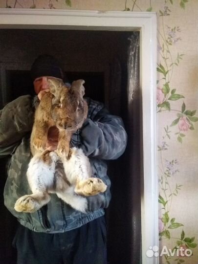 Продам кроликов