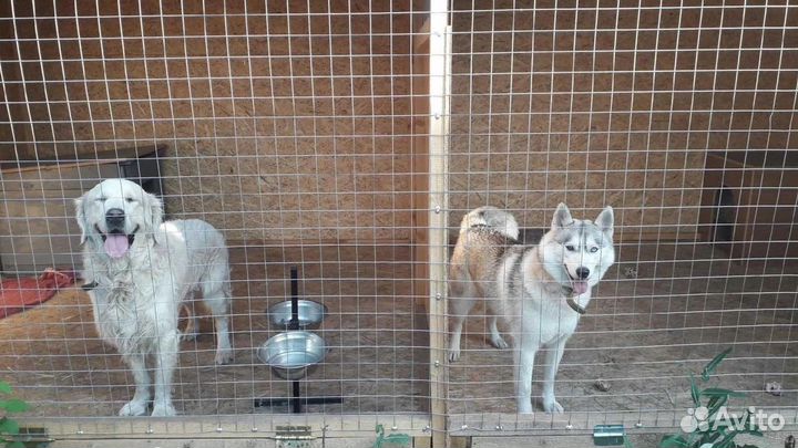 Зоогостиница для собак