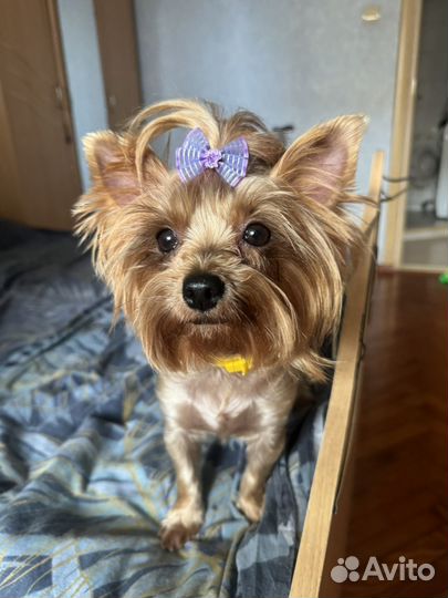 Самые лучшие малыши йорки