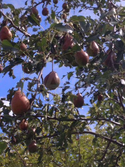 Участок 19 сот. (ИЖС)