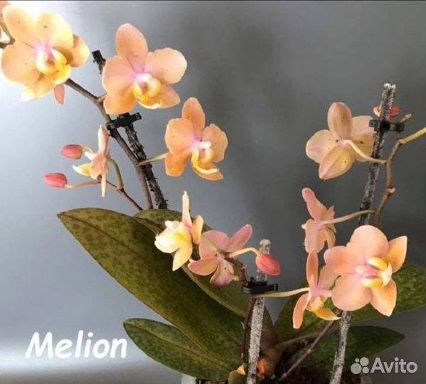 Орхидеи фаленопсис подростки Одорион, Мелион