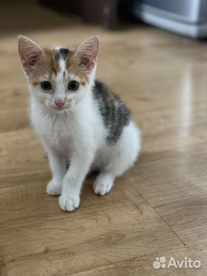 Трехцветная и рыженькая кошечки