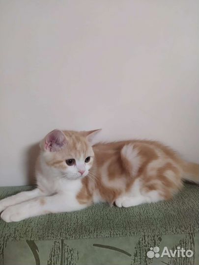 Шотландские прямоухие котята