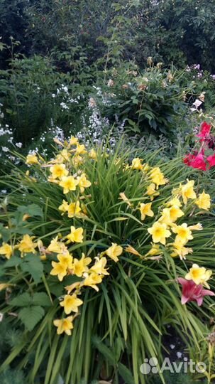 Продам Цветы