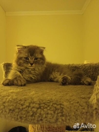 Шотландские котята