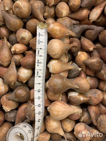 Луковицы тюльпанов