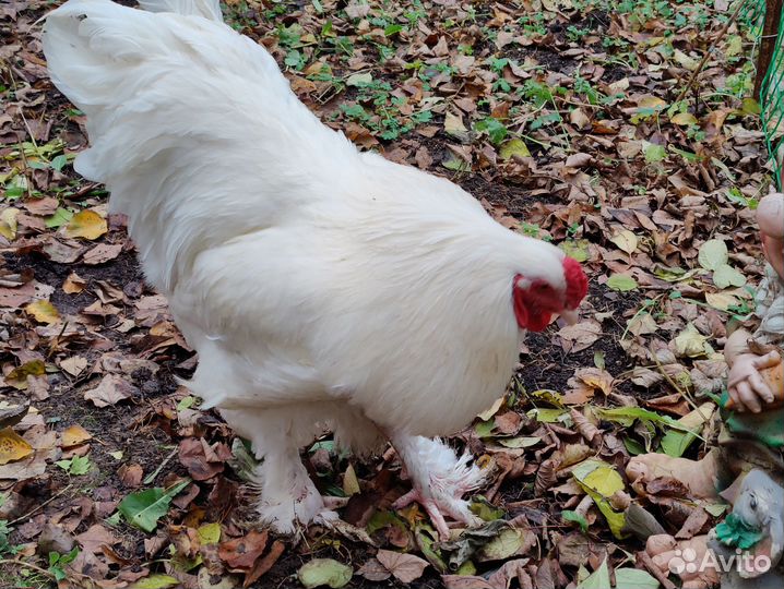 Брама белая