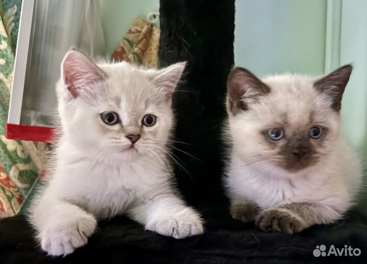 Шотландские котята