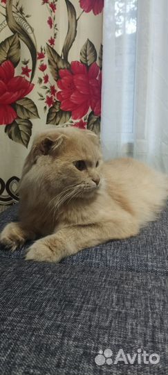 Котик вислоухий