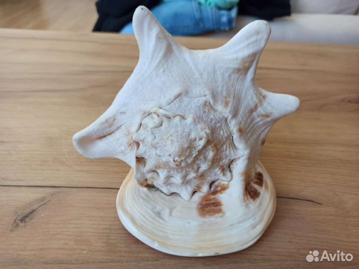 Морская раковина