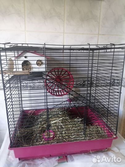 Сирийский хомяк с клеткой