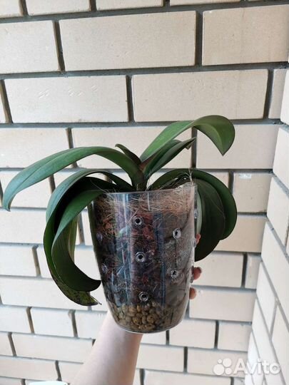 Орхидея фаленопсис Манхэттен