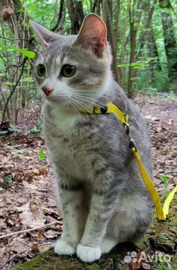 Очень умная ласковая кошечка ищет дом