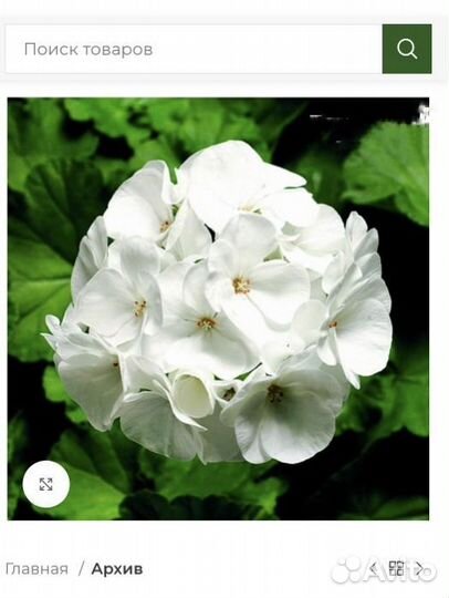 Пеларгония герань