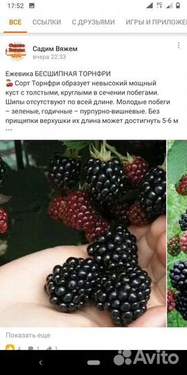 Ежевика саженцы