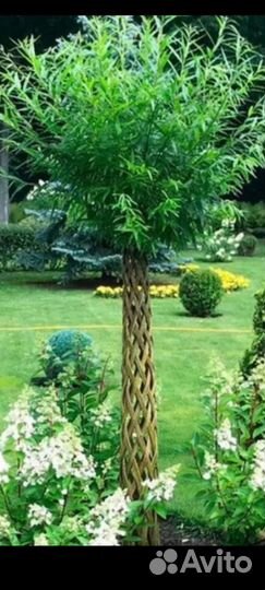 Ива плетеная