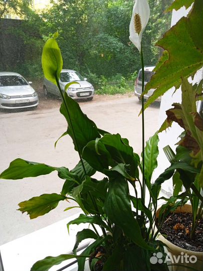 Комнатные цветы