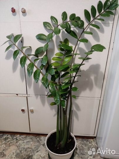 Замиокулькас