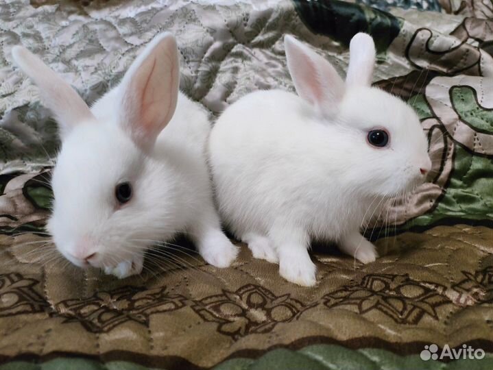 Карликовые крольчата