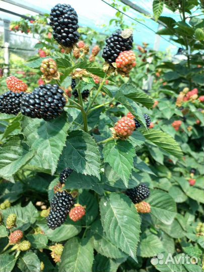 Ежевика Блек Джем и др