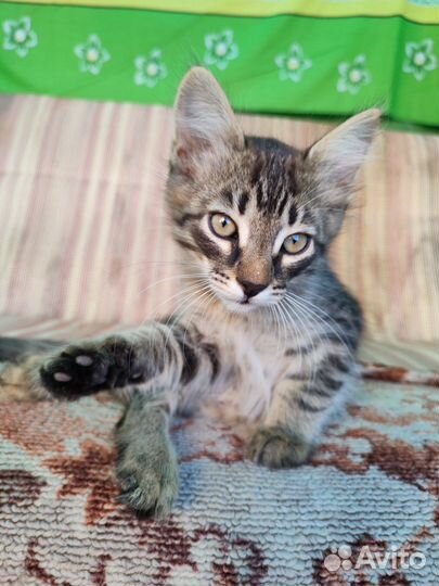 Милый котенок в добрые руки