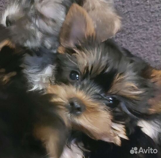 Йоркширский терьер