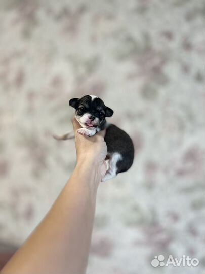 Чихуахуа