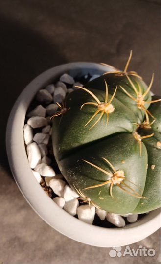 Гимнокалициум Хорста