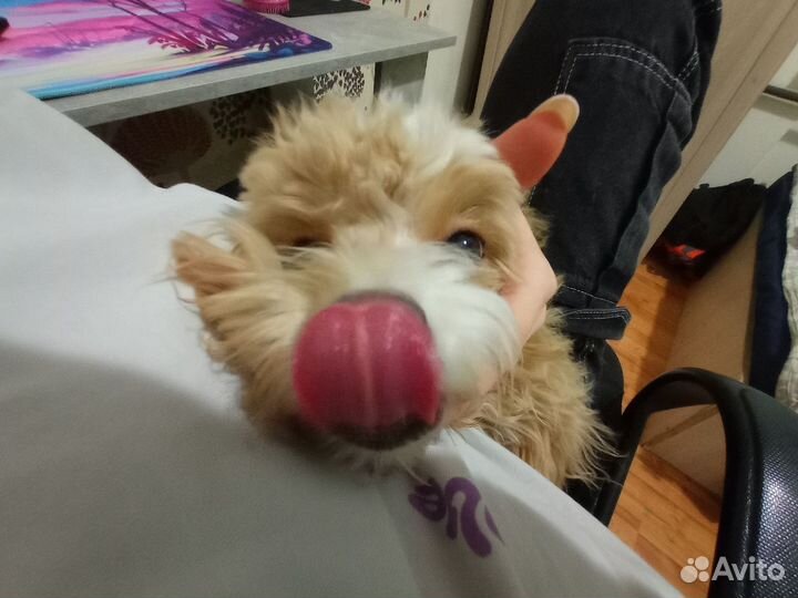 Передержка кошек и собак