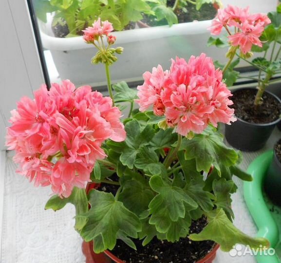 Герань сортовая