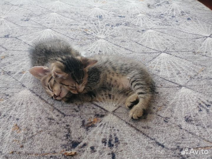 Отдам бесплатно, двух красивых девочек