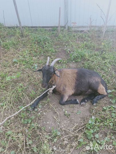 Коза нубийская