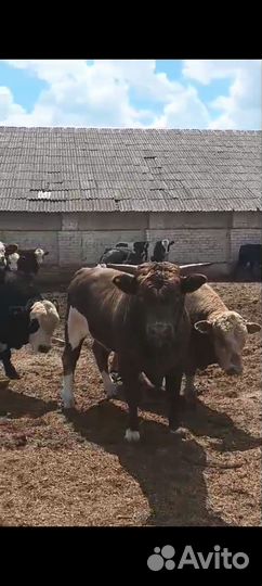 Быки на мясо