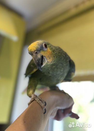 Попугай крупный амазон